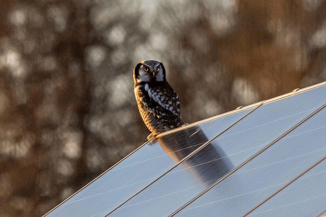 Owls standing on solar panel