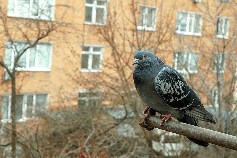 The Aviation Invasion Why You Should Bird Proof Your Solar Panels